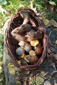 Fresh wild mushrooms in a wicker basket
