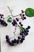 A sprig of aronia berries