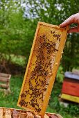 Bienen auf der Honigwabe im Rahmen