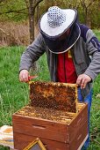 A beekeeper harvesting honey