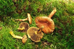 Copper spike mushrooms
