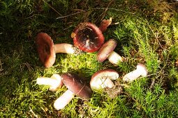 Gooseberry russula mushrooms