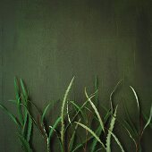 Decorative plants against a green wall
