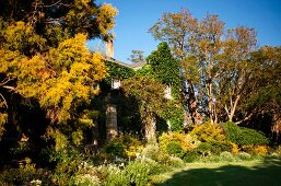 Shrubs and trees in autumn colours in front of climber-covered house