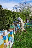 A bee-keeper wearing a bee-keeper's hat in front of stacked beehives