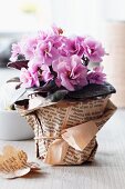 Blumentopf mit Manschette aus Zeitungspapier