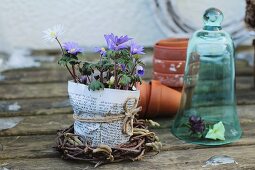 Anemones in a pot wrapped with newspaper in a small willow wreath, pansies under a glass dome