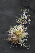 Radish, lentil, alfalfa and mungo bean sprouts (organic) on a dark surface