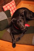 Schwarzer Hund auf Patchwork Filzdecke und Patchwork Kissen in Holzhütte