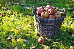 Boskoop apples in a basket in the field