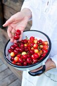 Young woman holding a colander with sweet cherries