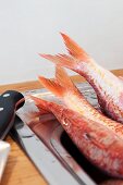 Freshly washed red mullet in the sink