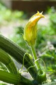 Courgette plant with flower