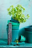 An arrangement of herbs and turquoise flower pots