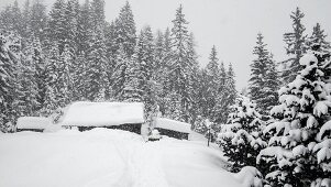 Verschneite Almhütte von Bäumen umgeben