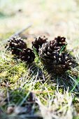 Pine cones on mossy ground