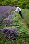 Woman cutting and bundling lavender in field