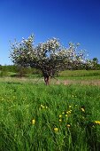 Blühender Apfelbaum vor blauem Himmel und saftige Löwenzahnwiese im Vordergrund