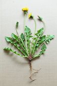 Dandelion plant on white surface