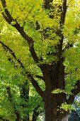 Gingko tree with yellowy green leaves