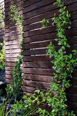 Dunkle Holz Sichtschutzwand teilweise mit Kletterpflanzen im Garten