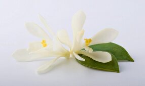 Two vanilla flowers