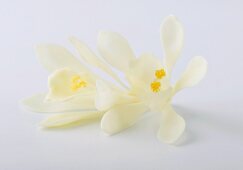 Two vanilla flowers