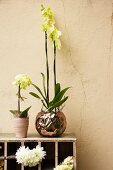 Orchids on wooden shelf