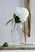 weiße Hortensienblüte in einer Glasflasche