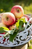 Red apples in metal dish on garden chair