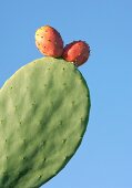 Prickly pears on the plant (close-up)