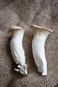Two fresh king trumpet mushrooms