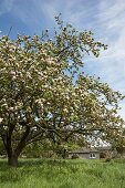 Blossoming fruit tree in meadow