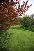 Blick in Garten mit Bäumen, Sträuchern & Rasenfläche