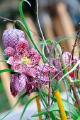 Flowering Frittilaria (snake's head fritillaries)