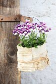 Flowering purple and white horned violets in small pot wrapped in birch bark and raffia hanging from rusty metal fitting on rustic wooden door