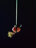A brown hen's egg and sprigs of thyme hanging by a ribbon