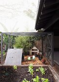Chicken cage in the garden next to vegetable patch