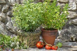 Two types of oregano in pots