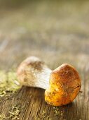 A birch bolete on a wooden surface