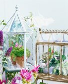 Plants on a balcony