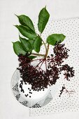 A bunch of elderberries with leaves, on a plate and on a cloth