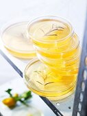 Lemon and rosemary jelly with gin