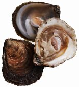Fresh Belon oysters