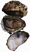 Fresh wild oysters