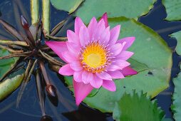 Blühende Seerose in Wasserbecken