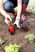 Woman planting herbs