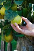 A hand picking quinces from the tree