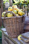 Harvested quinces in a basket