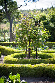 White-flowering rose bush in centre of low circular hedge in manicured gardens